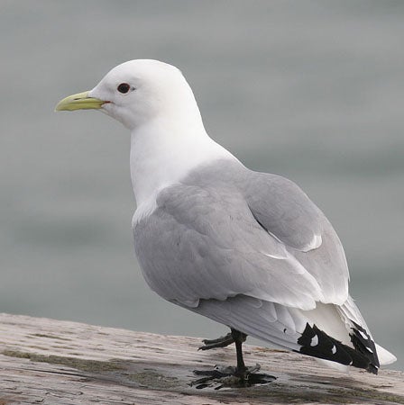 Black-legged%20Kittiwake.jpg