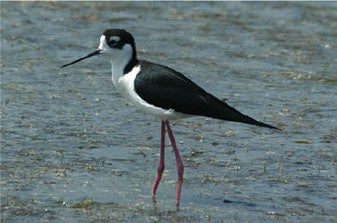 Black-necked%20Stilt.jpg