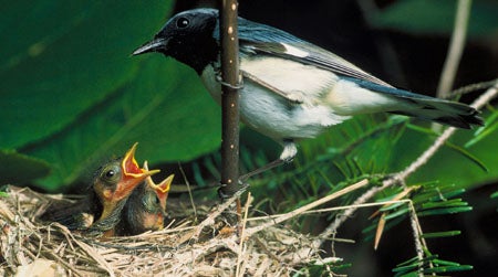 Black-throated%20Blue%20Warbler.jpg