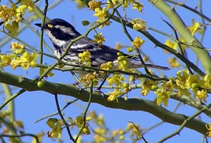 Black-throated%20Gray%20Warbler.jpg