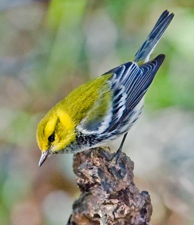 Black-throated%20Green%20Warbler.jpg