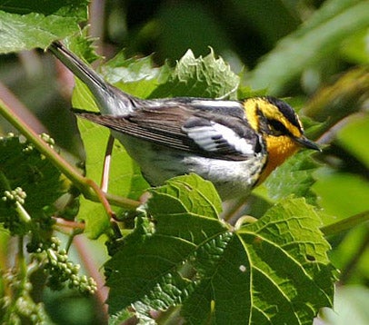 Blackburnian%20Warbler.jpg