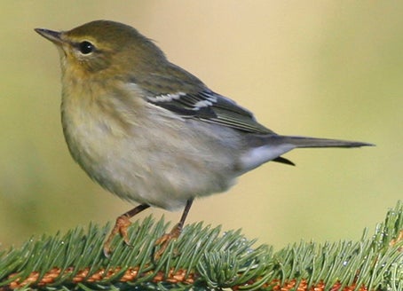 Blackpoll%20Warbler.jpg