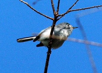 Blue-gray Gnatcatcher