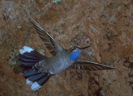 Blue-throated%20Hummingbird.jpg