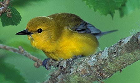 Blue-winged%20Warbler.jpg