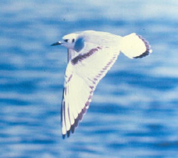 Bonaparte's%20Gull.jpg