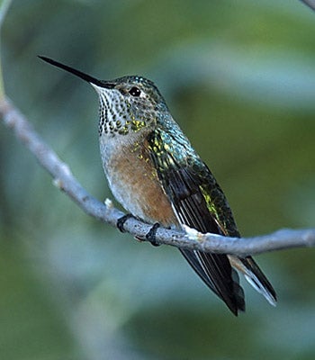 Broad-tailed%20Hummingbird.jpg