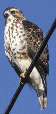 Broad-winged-Hawk.jpg