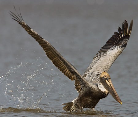 Brown%20Pelican.jpg