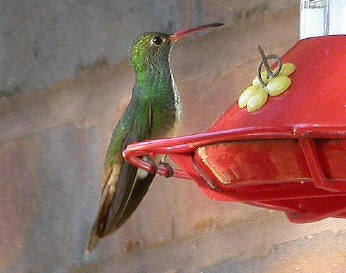 Buff-bellied%20Hummingbird%202.jpg