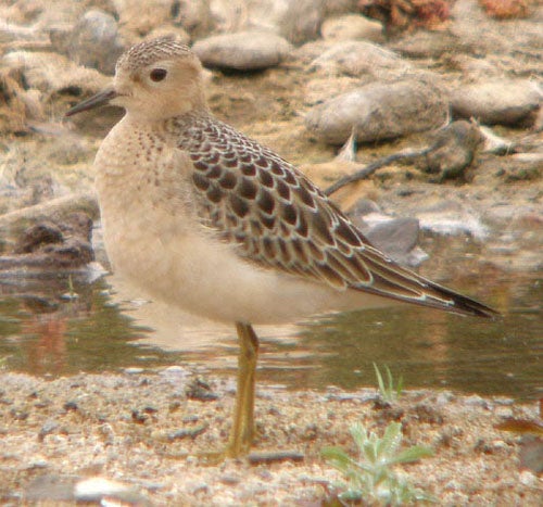 Buff-breasted%20Sandpiper.jpg