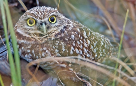 Burrowing%20Owl.jpg