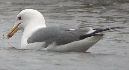 California%20Gull.jpg