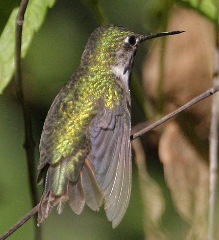 Calliope%20Hummingbird.jpg