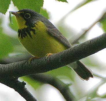 Canada%20Warbler.jpg