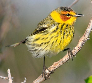 Cape%20May%20Warbler%202.jpg