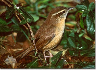 Carolina%20Wren.jpg