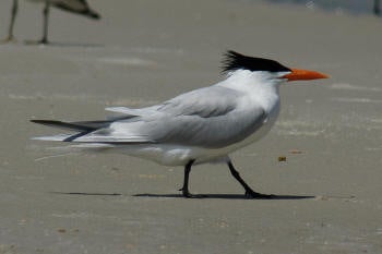 Caspian%20Tern.jpg