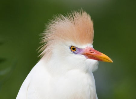 Cattle%20Egret.jpg