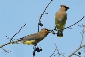 Cedar%20Waxwing.jpg