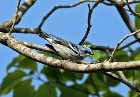 Cerulean%20Warbler.jpg