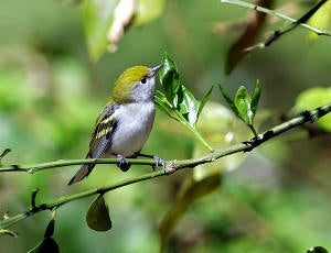 Chestnut-sided%20Warbler.jpg