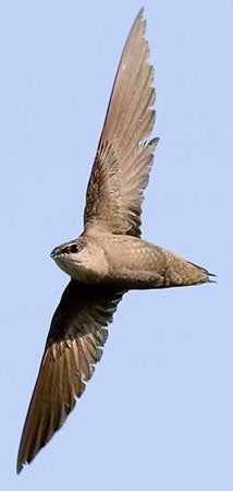 Chimney%20Swift.jpg