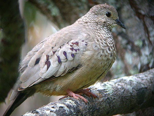 Common%20Ground-Dove.jpg