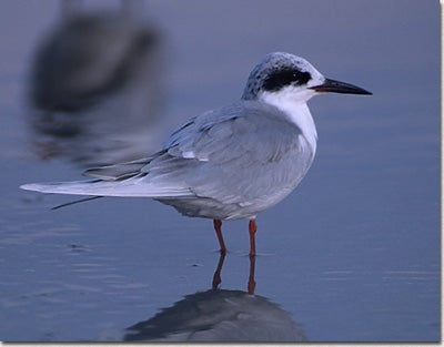 Common%20Tern.jpg