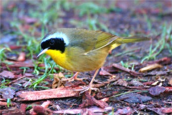 Common%20Yellowthroat.jpg