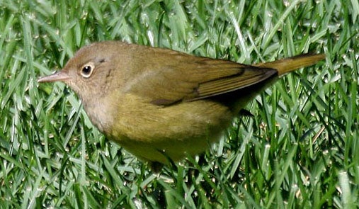 Connecticut%20Warbler.jpg