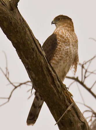 Cooper's%20Hawk.jpg