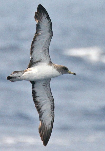 Cory's%20Shearwater.jpg