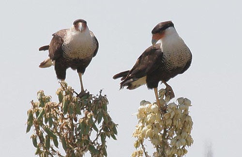 Crested%20Caracara.jpg