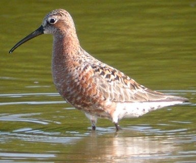 Curlew%20Sandpiper.jpg