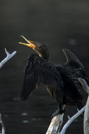 Double-crested%20Cormorant.jpg