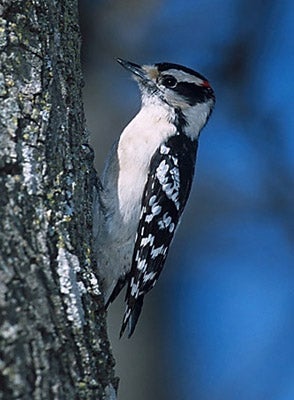 Downy%20Woodpecker.jpg