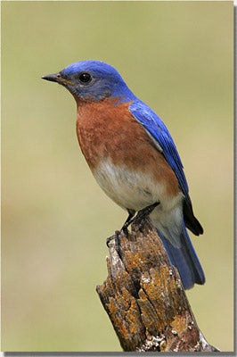 Eastern%20Bluebird.jpg