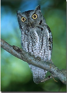 Eastern%20Screech-Owl.jpg