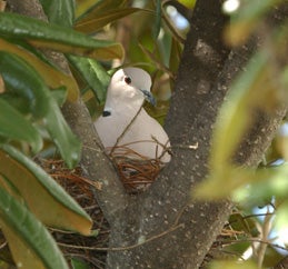 Eurasian%20Collared-Dove.jpg