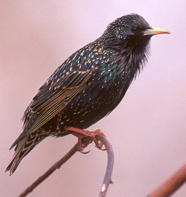 European%20Starling.jpg