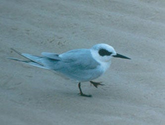 Forster's%20Tern.jpg