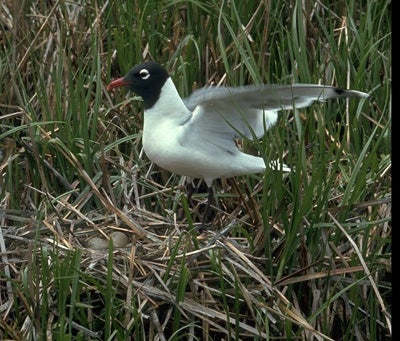 Franklin's%20Gull.jpg