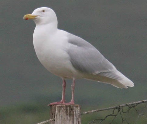 Glaucous%20Gull.jpg