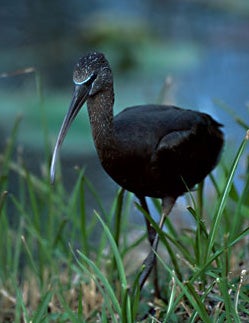 Glossy%20Ibis.jpg