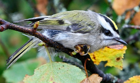 Golden-crowned%20Kinglet.jpg