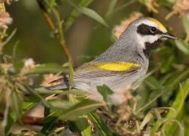 Golden-winged%20Warbler.jpg