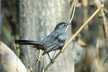 Gray%20Catbird.jpg