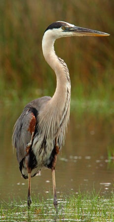 Great%20Blue%20Heron.jpg